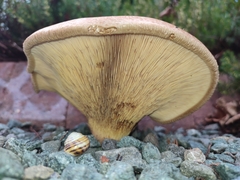 Paxillus