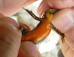 Ichthyosaura alpestris