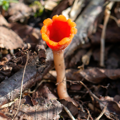 Microstoma protractum