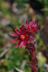 Sempervivum dolomiticum