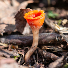 Microstoma protractum