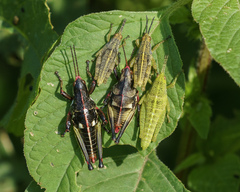 Sphenarium