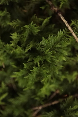 Thuidium tamariscinum