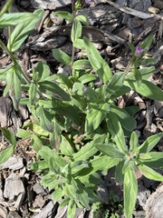 Epilobium parviflorum