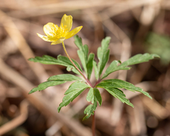 Anemonoides ranunculoides