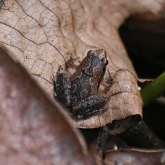 Microhyla