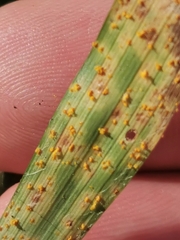 Puccinia luzulae