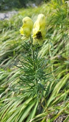 Aconitum anthora