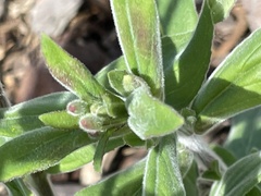 Epilobium parviflorum