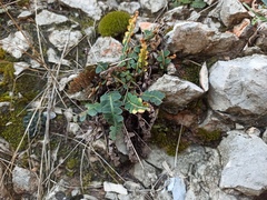 Asplenium ceterach