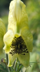 Aconitum anthora