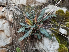 Asplenium ceterach