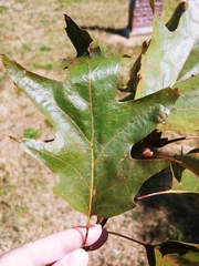 Quercus velutina