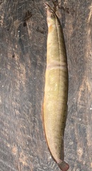Macrognathus dorsiocellatus