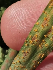 Puccinia luzulae