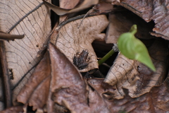 Microhyla