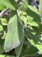 Epilobium parviflorum