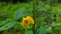 Senna obtusifolia