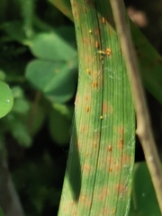Puccinia luzulae