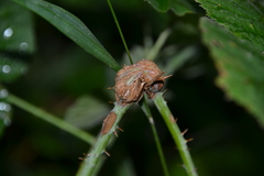 Lasioptera rubi