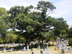 Quercus velutina