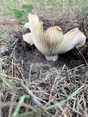 Russula brevipes