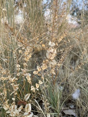 Lepidium perfoliatum