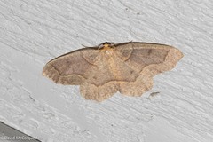 Lambdina fiscellaria