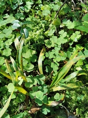 Puccinia luzulae