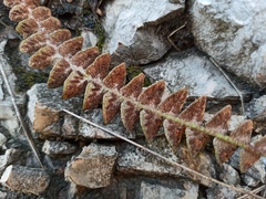Asplenium ceterach