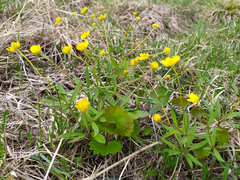 Ranunculus monophyllus
