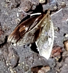 Perispasta caeculalis