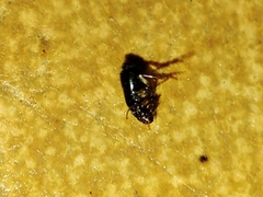 Ctenocephalides canis