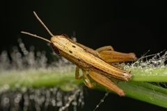 Amblytropidia