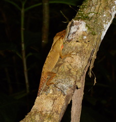 Anolis johnmeyeri
