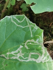 Acidia cognata