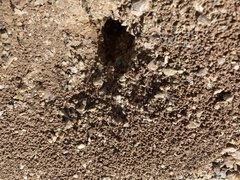 Endiodioctes