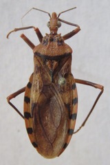 Panstrongylus geniculatus