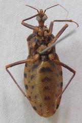Panstrongylus geniculatus