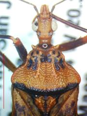 Panstrongylus geniculatus