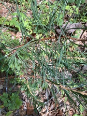 Pinus rigida