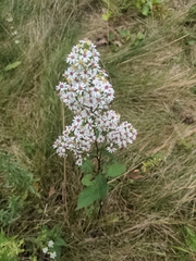 Symphyotrichum urophyllum
