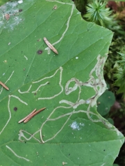 Acidia cognata
