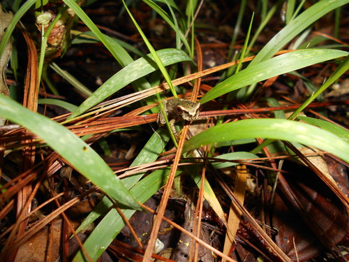 Honduras Spikethumb Frog, Plectrohyla dasypus