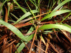 Plectrohyla dasypus