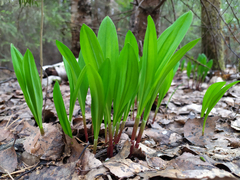 Allium microdictyon