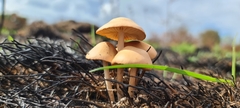 Conocybe