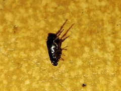 Ctenocephalides canis