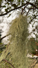 Usnea longissima