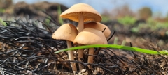 Conocybe